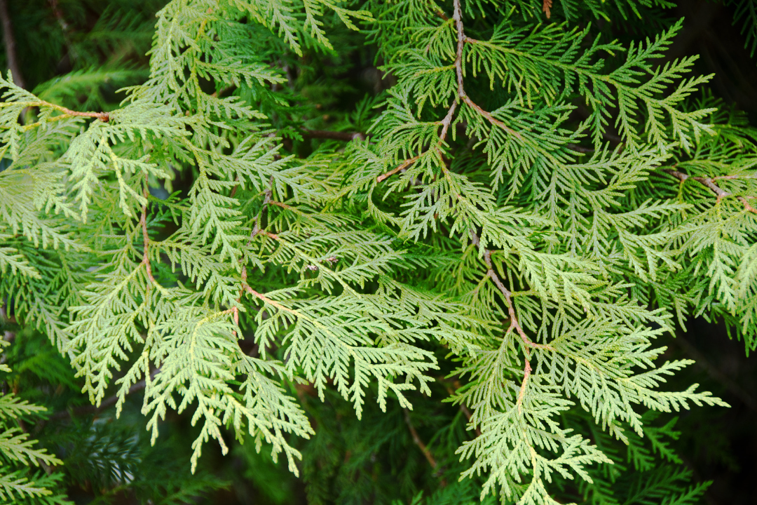 Cedar