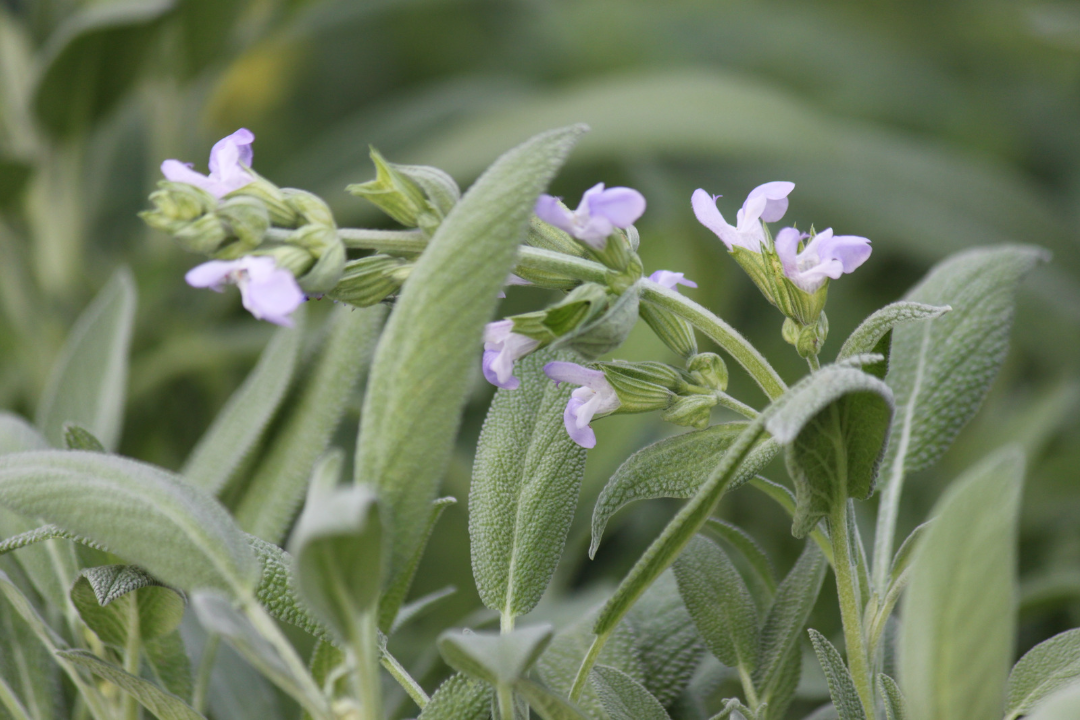 Sage