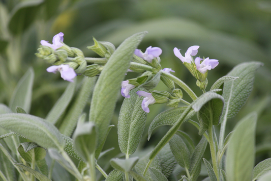Sage