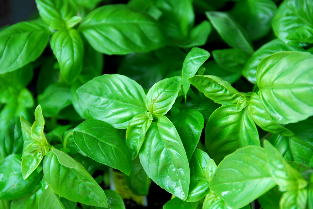 Basil | Ocimum Basilicum
