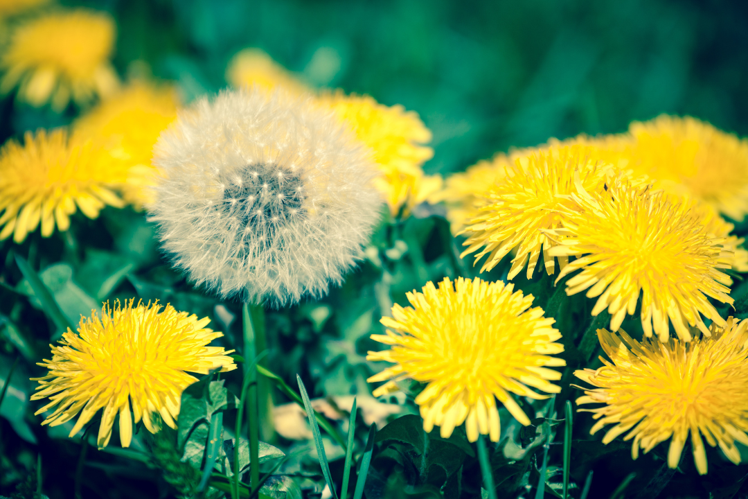 Dandelion | Taraxacum Officinale