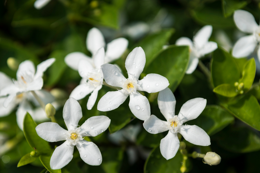 Jasmine | Jasminum spp.