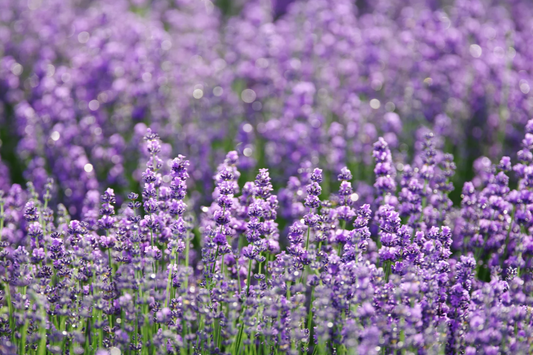 Lavender