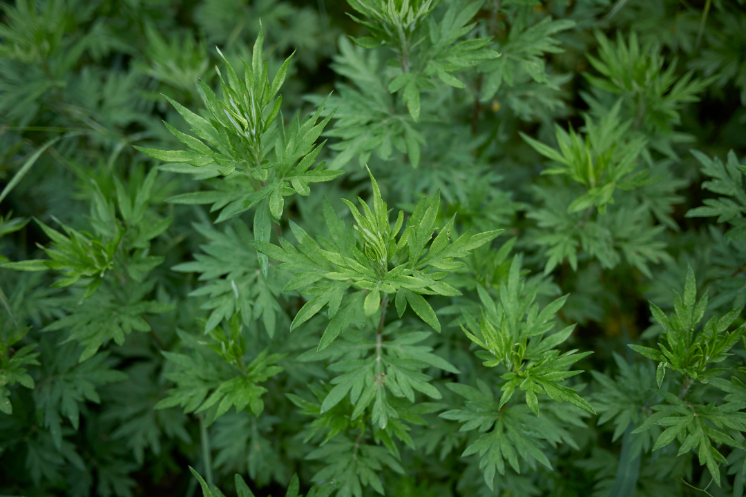 Mugwort